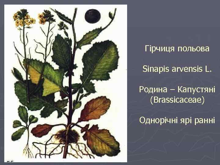 Гірчиця польова Sinapis arvensis L. Родина – Капустяні (Brassicaceae) Однорічні ярі ранні 