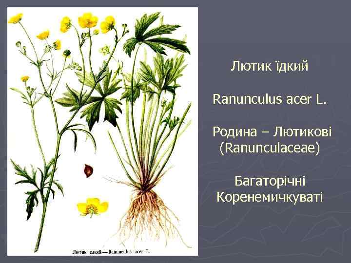 Лютик їдкий Ranunculus acer L. Родина – Лютикові (Ranunculaceae) Багаторічні Коренемичкуваті 