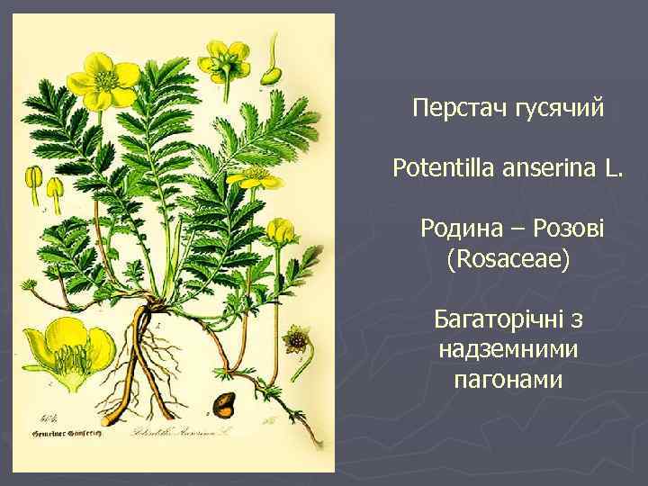 Перстач гусячий Potentilla anserina L. Родина – Розові (Rosaceae) Багаторічні з надземними пагонами 