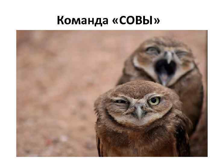 Команда «СОВЫ» 