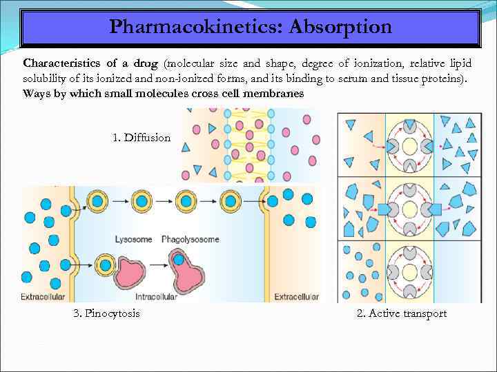 Pharmacokinetics: Absorption Characteristics of a drug (molecular size and shape, degree of ionization, relative