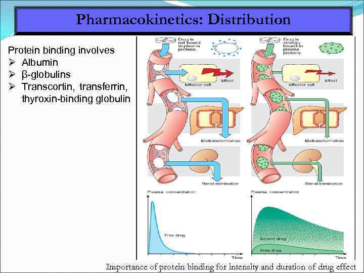 Pharmacokinetics: Distribution Protein binding involves Albumin β-globulins Transcortin, transferrin, thyroxin-binding globulin Importance of protein