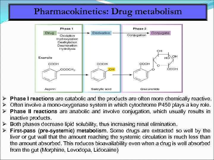 Pharmacokinetics: Drug metabolism Phase I reactions are catabolic and the products are often more