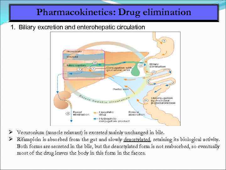 Pharmacokinetics: Drug elimination 1. Biliary excretion and enterohepatic circulation Vecuronium (muscle relaxant) is excreted