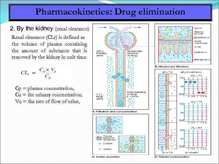 Pharmacokinetics: Drug elimination 2. By the kidney (renal clearance) Renal clearance (CLr) is defined