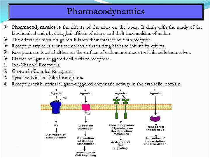 Pharmacodynamics is the effects of the drug on the body. It deals with the