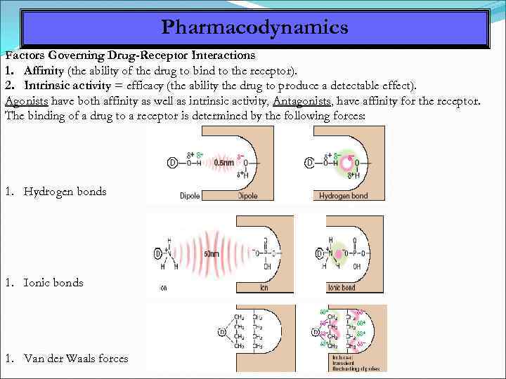 Pharmacodynamics Factors Governing Drug-Receptor Interactions 1. Affinity (the ability of the drug to bind