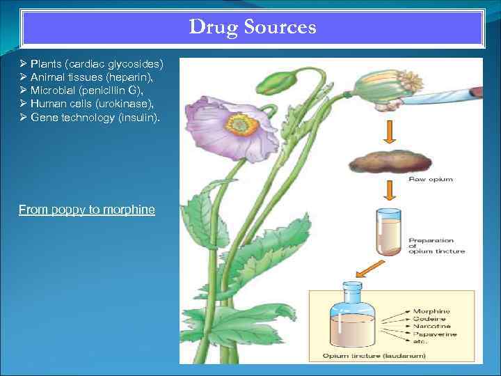 Drug Sources Plants (cardiac glycosides) Animal tissues (heparin), Microbial (penicillin G), Human cells (urokinase),