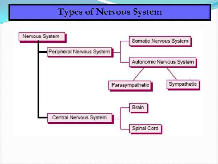 Types of Nervous System 