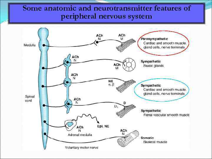 Some anatomic and neurotransmitter features of peripheral nervous system 