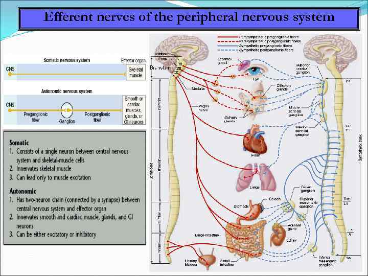 Efferent nerves of the peripheral nervous system 