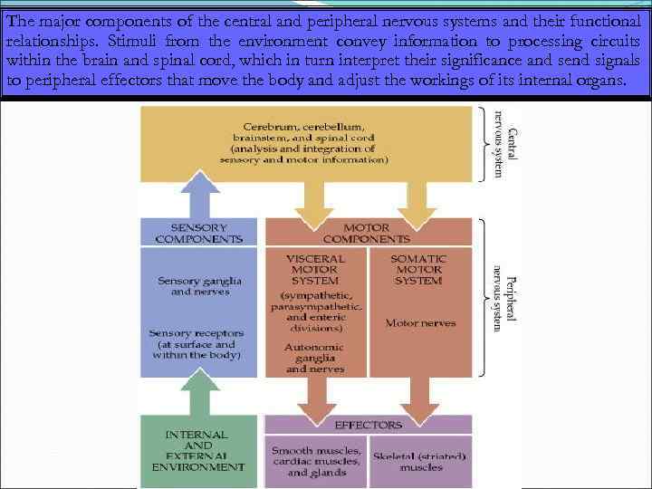 The major components of the central and peripheral nervous systems and their functional relationships.