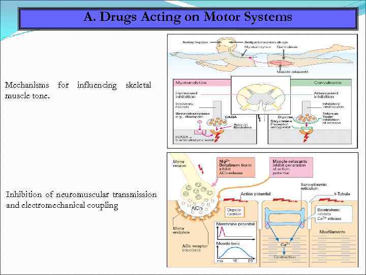 A. Drugs Acting on Motor Systems Mechanisms for influencing skeletal muscle tone. Inhibition of