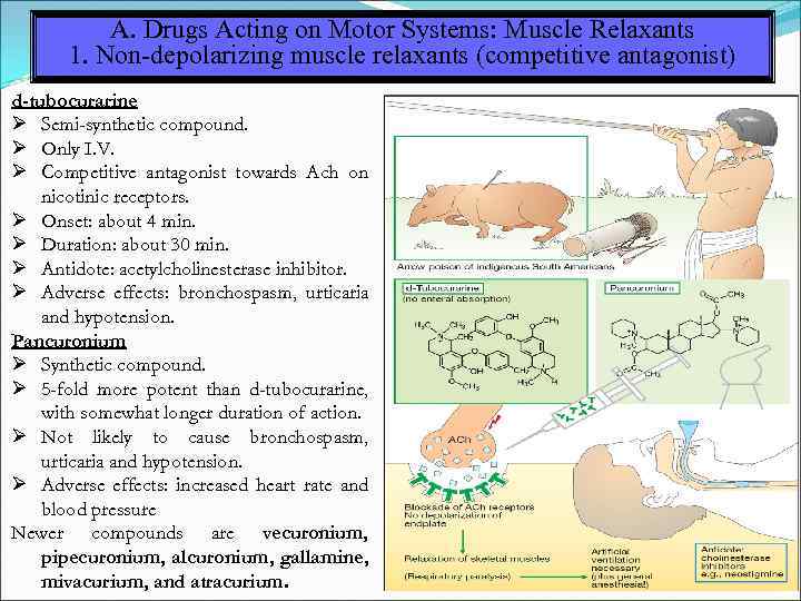 A. Drugs Acting on Motor Systems: Muscle Relaxants 1. Non-depolarizing muscle relaxants (competitive antagonist)