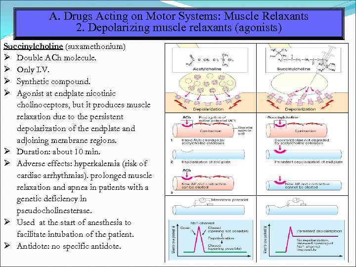 A. Drugs Acting on Motor Systems: Muscle Relaxants 2. Depolarizing muscle relaxants (agonists) Succinylcholine