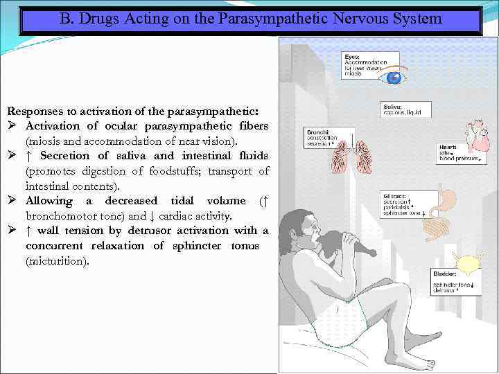 B. Drugs Acting on the Parasympathetic Nervous System Responses to activation of the parasympathetic: