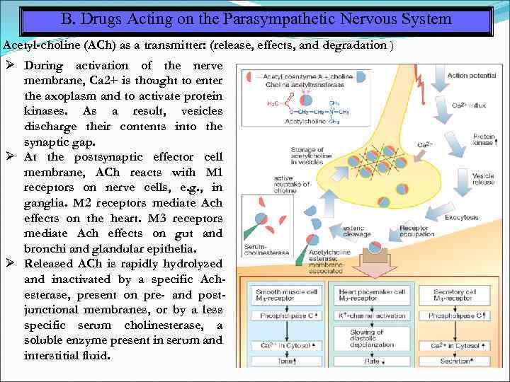 B. Drugs Acting on the Parasympathetic Nervous System Acetyl-choline (ACh) as a transmitter: (release,