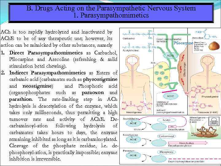 B. Drugs Acting on the Parasympathetic Nervous System 1. Parasympathomimetics ACh is too rapidly