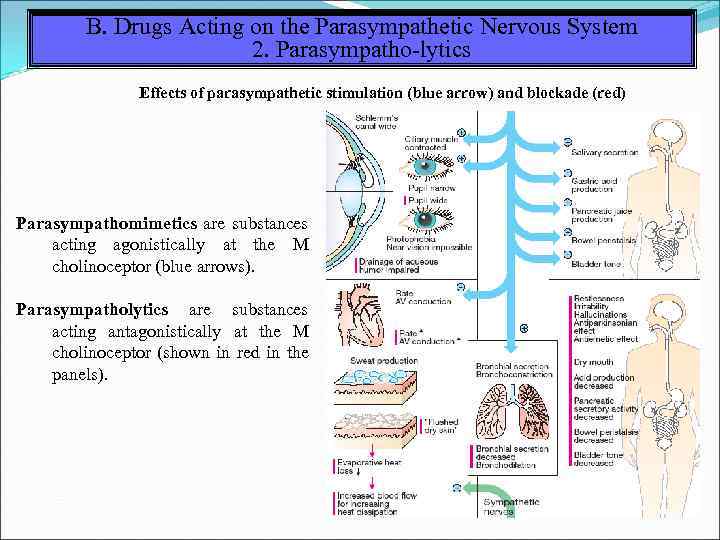 B. Drugs Acting on the Parasympathetic Nervous System 2. Parasympatho-lytics Effects of parasympathetic stimulation