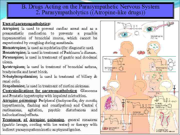 B. Drugs Acting on the Parasympathetic Nervous System 2. Parasympatholytics ((Atropine-like drugs)) Uses of