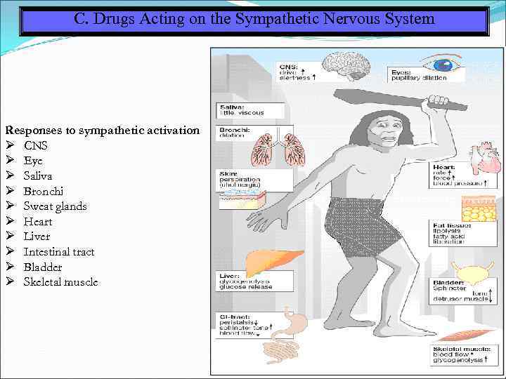 C. Drugs Acting on the Sympathetic Nervous System Responses to sympathetic activation CNS Eye