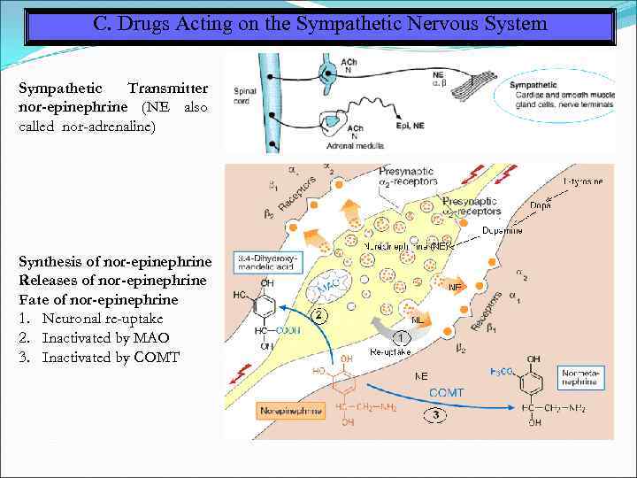 C. Drugs Acting on the Sympathetic Nervous System Sympathetic Transmitter nor-epinephrine (NE also called