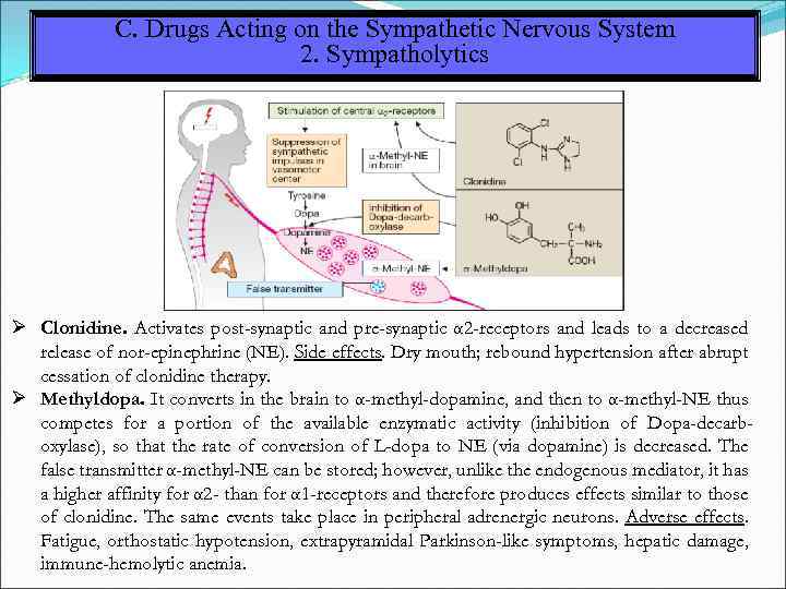 C. Drugs Acting on the Sympathetic Nervous System 2. Sympatholytics Clonidine. Activates post-synaptic and