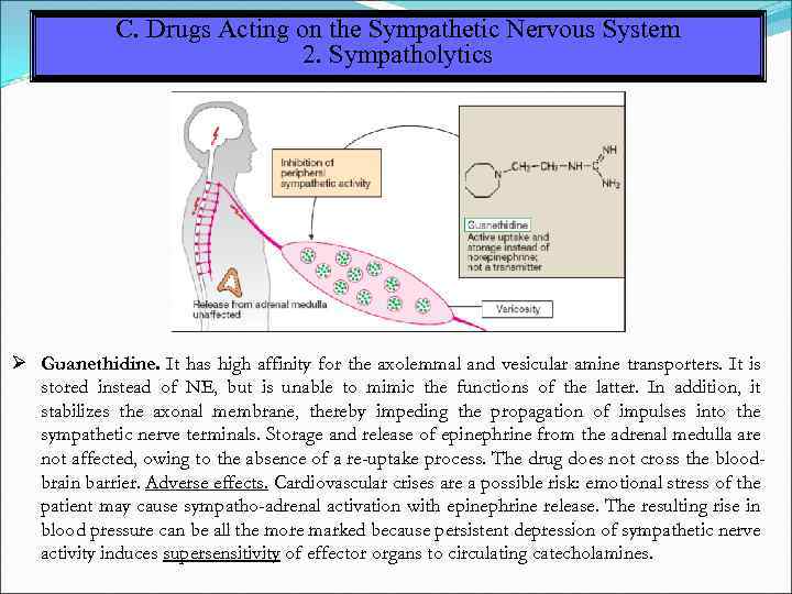 C. Drugs Acting on the Sympathetic Nervous System 2. Sympatholytics Guanethidine. It has high