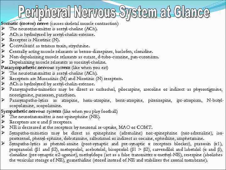 Somatic (motor) nerve (causes skeletal muscle contraction) The neurotransmitter is acetyl-choline (ACh). ACh is