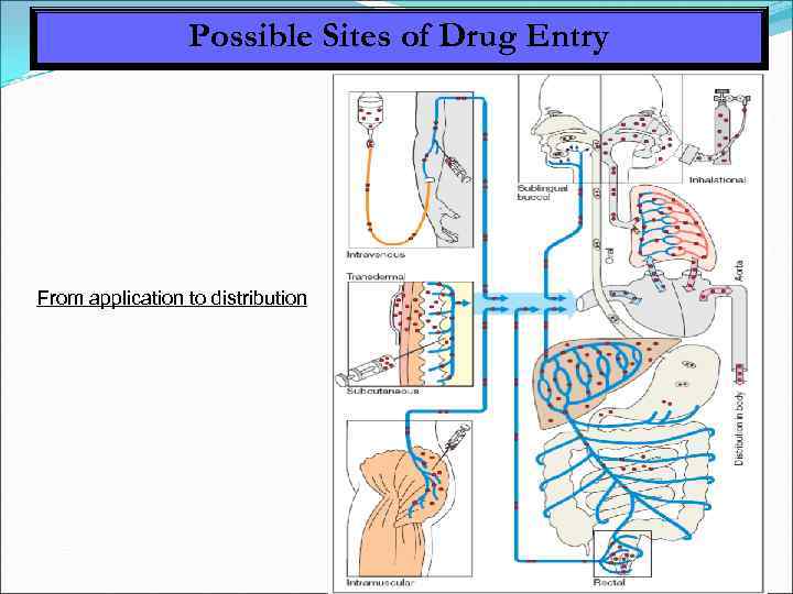 Possible Sites of Drug Entry From application to distribution 