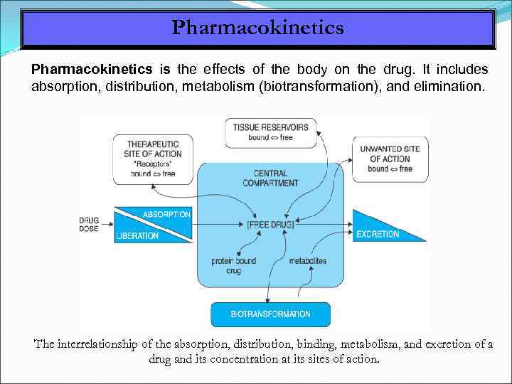 Pharmacokinetics is the effects of the body on the drug. It includes absorption, distribution,