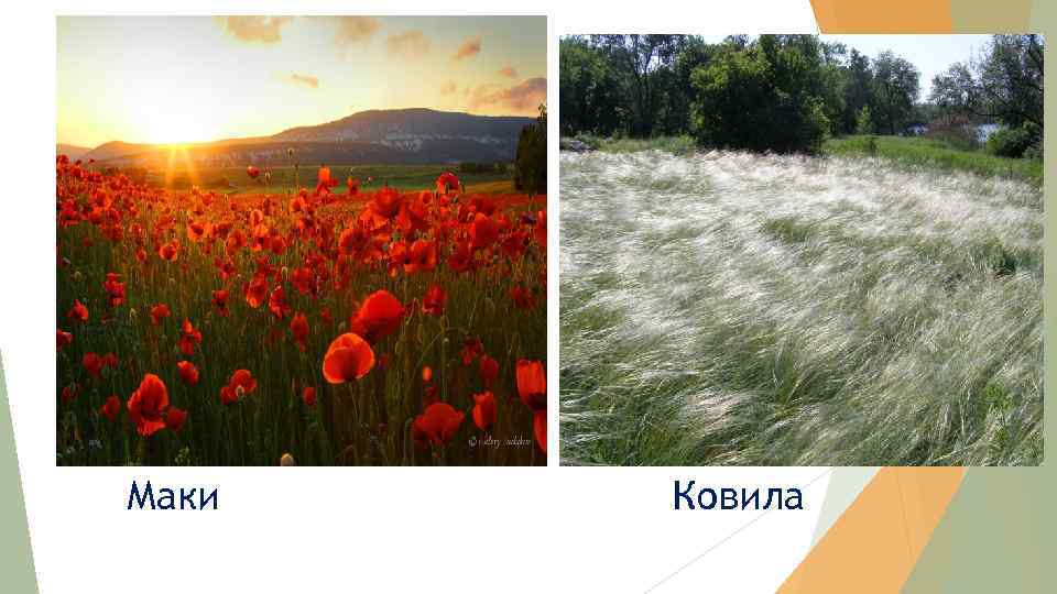 Маки Ковила 