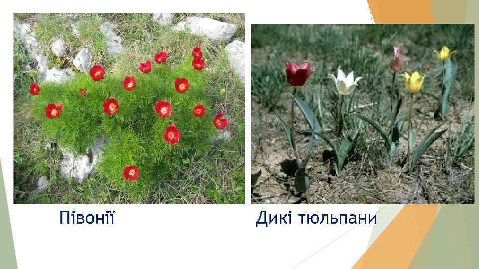 Півонії Дикі тюльпани 