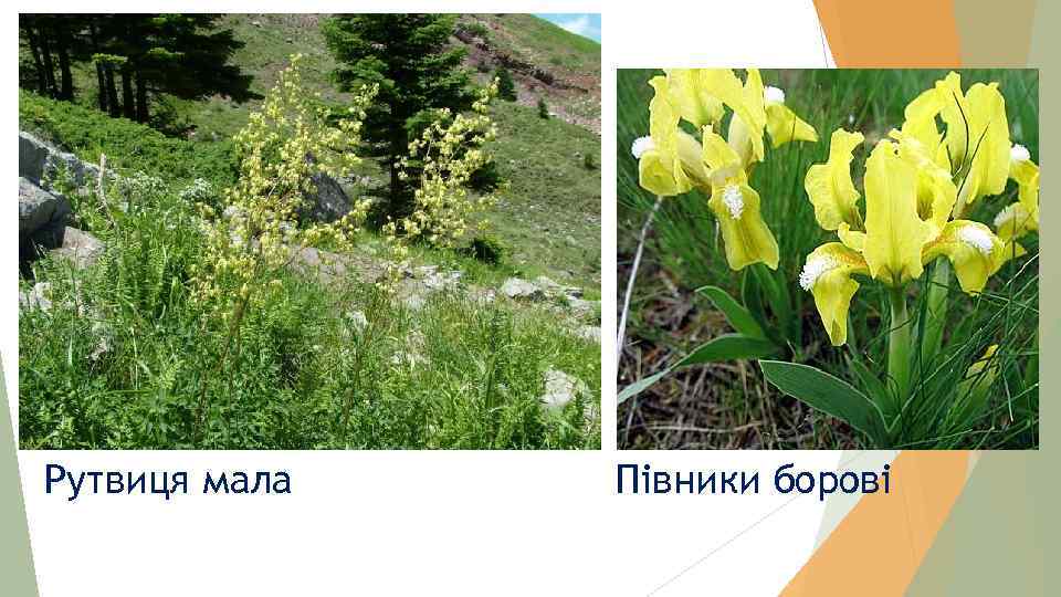 Рутвиця мала Півники борові 