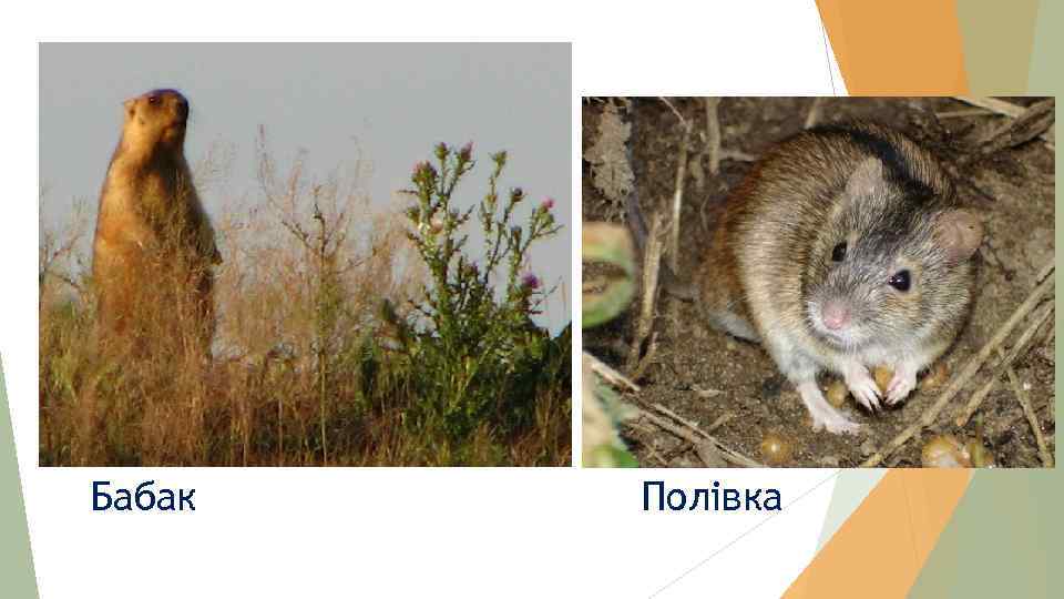 Бабак Полівка 