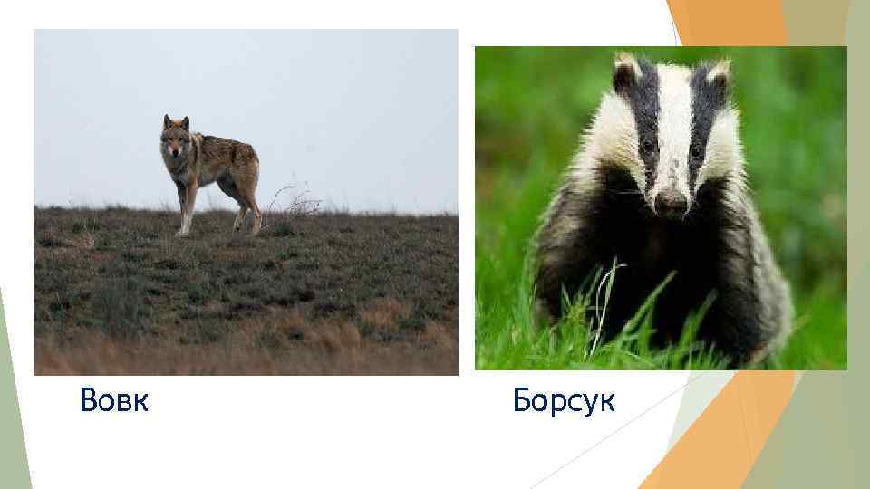 Вовк Борсук 