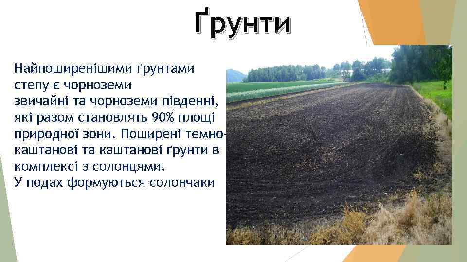 Ґрунти Найпоширенішими ґрунтами степу є чорноземи звичайні та чорноземи південні, які разом становлять 90%