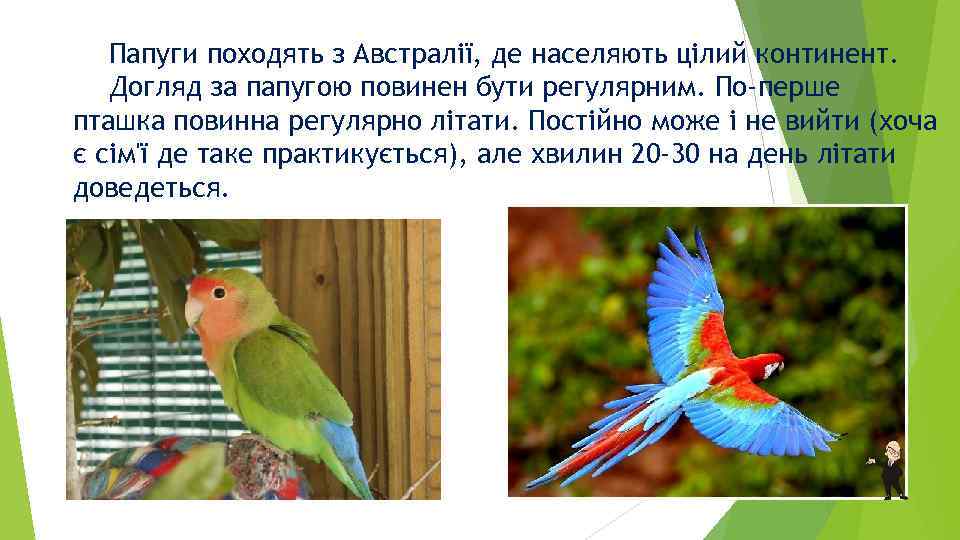 Папуги походять з Австралії, де населяють цілий континент. Догляд за папугою повинен бути регулярним.