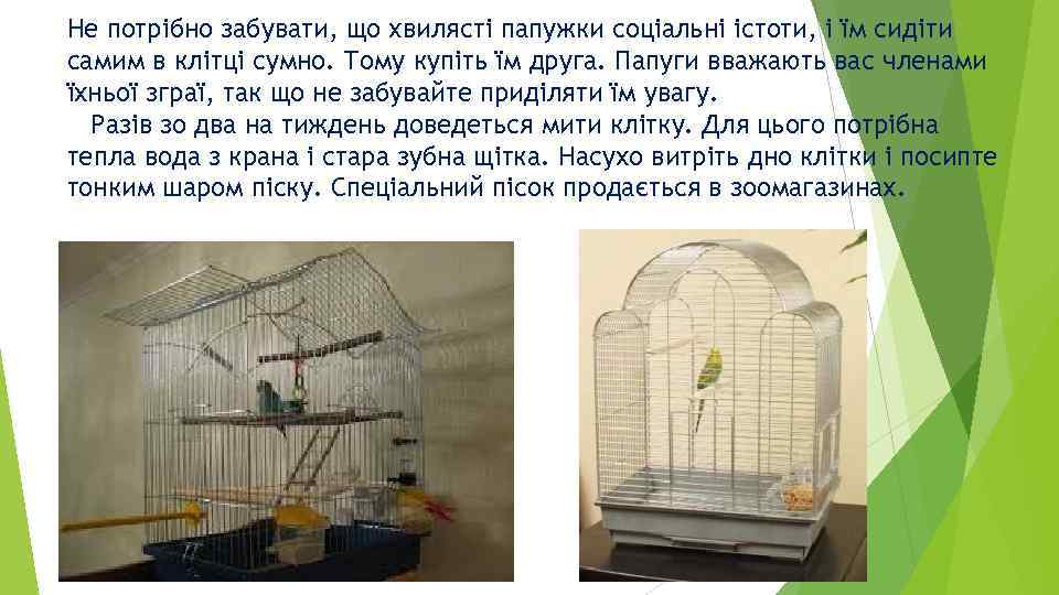 Не потрібно забувати, що хвилясті папужки соціальні істоти, і їм сидіти самим в клітці