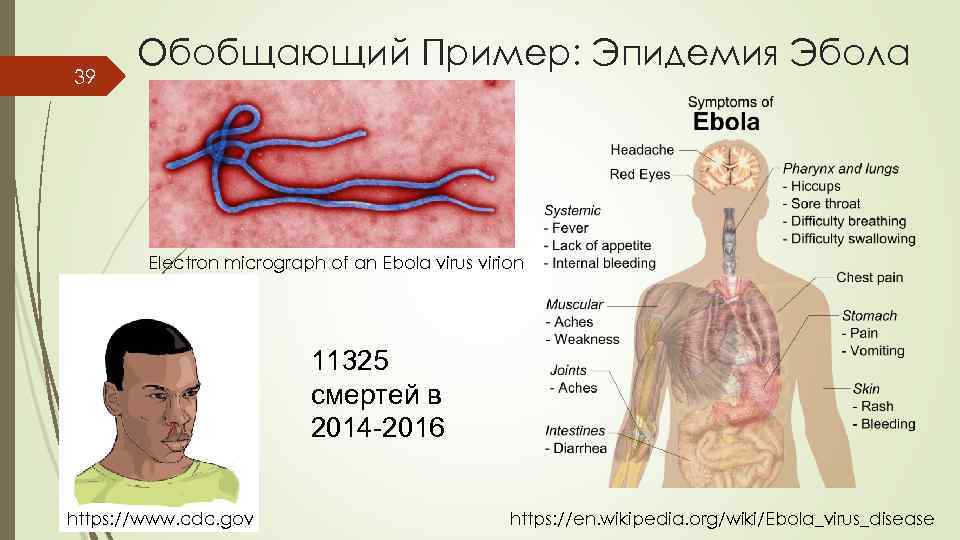 39 Обобщающий Пример: Эпидемия Эбола Electron micrograph of an Ebola virus virion 11325 смертей