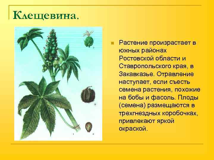 Клещевина. n Растение произрастает в южных районах Ростовской области и Ставропольского края, в Закавказье.