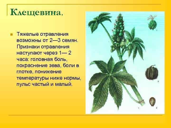 Клещевина. n Тяжелые отравления возможны от 2— 3 семян. Признаки отравления наступают через 1—