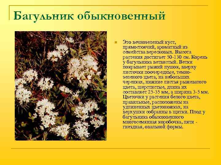 Багульник обыкновенный n Это вечнозеленый куст, прямостоячий, ароматный из семейства вересковых. Высота растения достигает