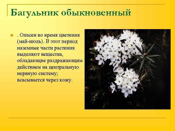 Багульник обыкновенный n . Опасен во время цветения (май-июль). В этот период наземные части