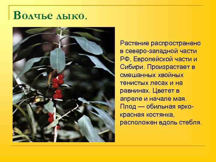 Волчье лыко. n Растение распространено в северо-западной части РФ, Европейской части и Сибири. Произрастает