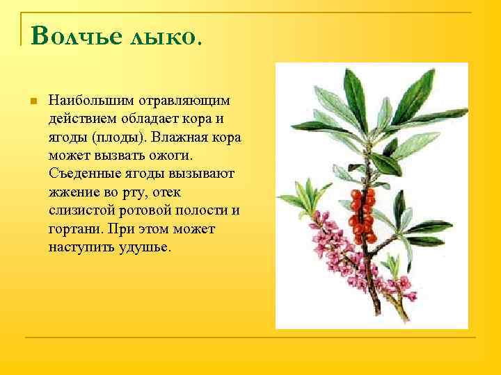 Волчье лыко. n Наибольшим отравляющим действием обладает кора и ягоды (плоды). Влажная кора может