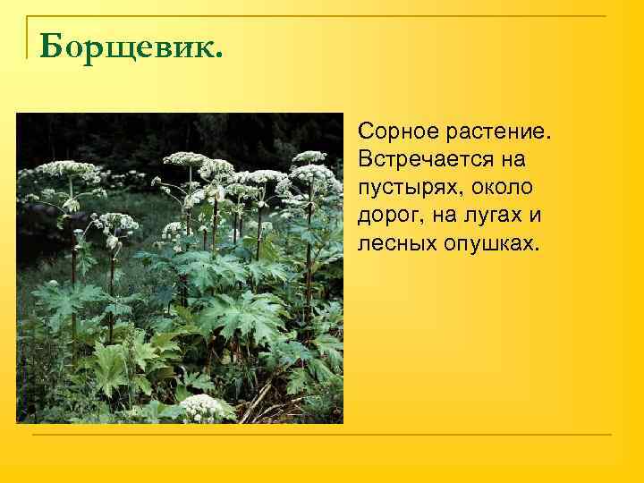Борщевик. n Сорное растение. Встречается на пустырях, около дорог, на лугах и лесных опушках.