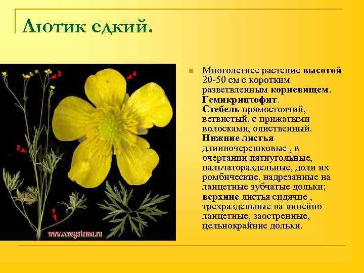 Лютик едкий. n Многолетнее растение высотой 20 -50 см с коротким разветвленным корневищем. Гемикриптофит.