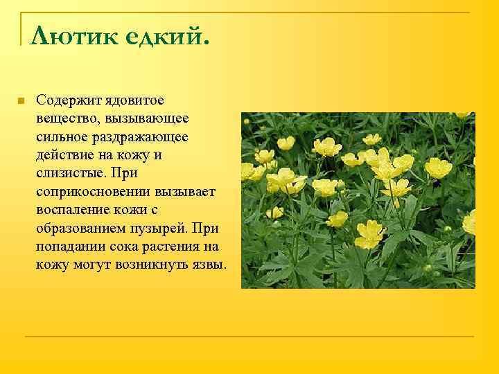 Лютик едкий. n Содержит ядовитое вещество, вызывающее сильное раздражающее действие на кожу и слизистые.