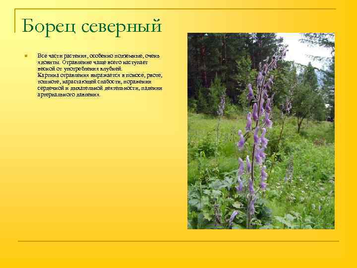 Борец северный n Все части растения, особенно подземные, очень ядовиты. Отравление чаще всего наступает